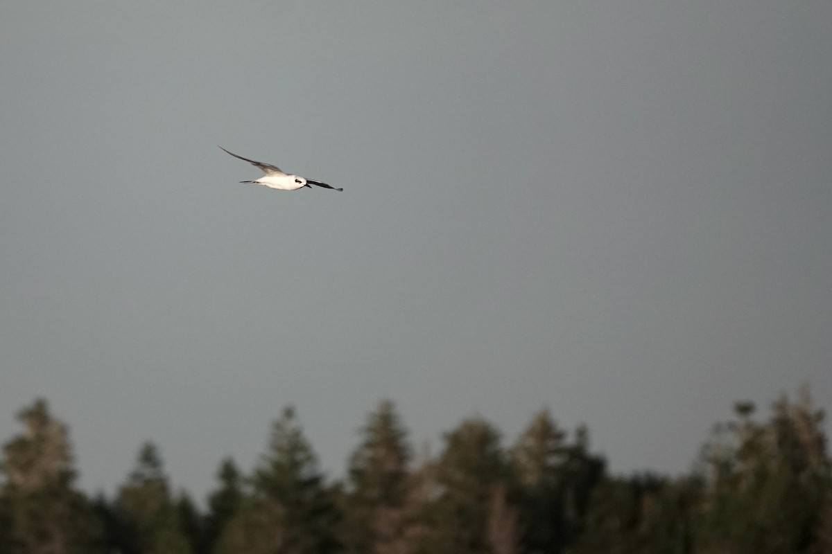 Forster's Tern - ML608480552