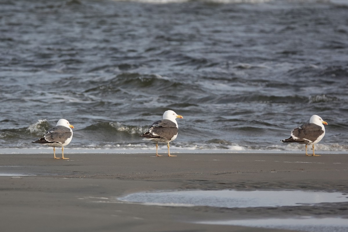 Lesser Black-backed Gull - Anonymous