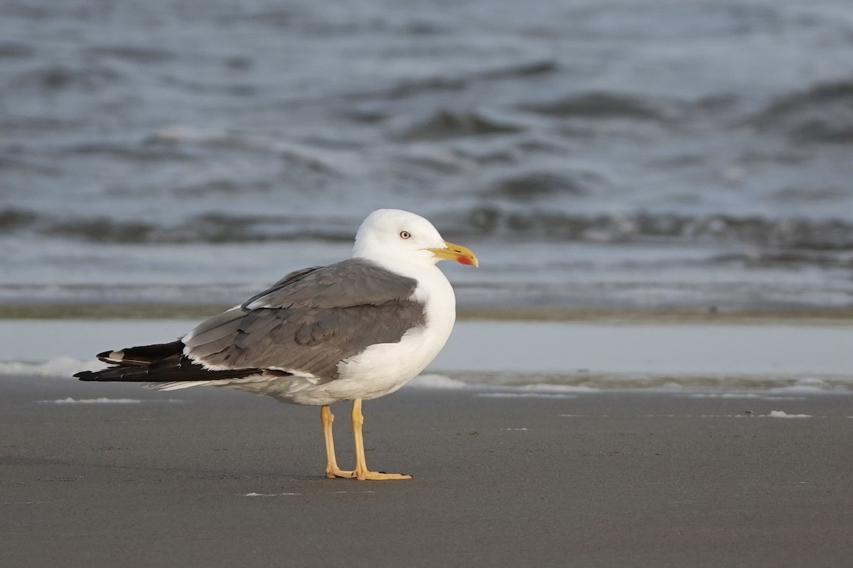 Lesser Black-backed Gull - ML608480609