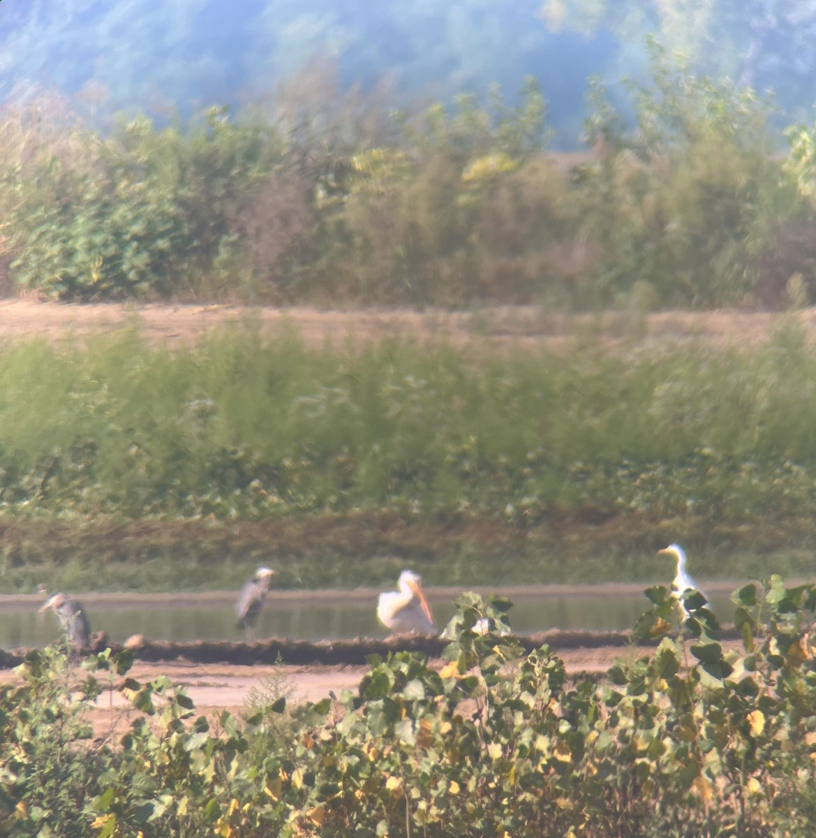 American White Pelican - ML608480622