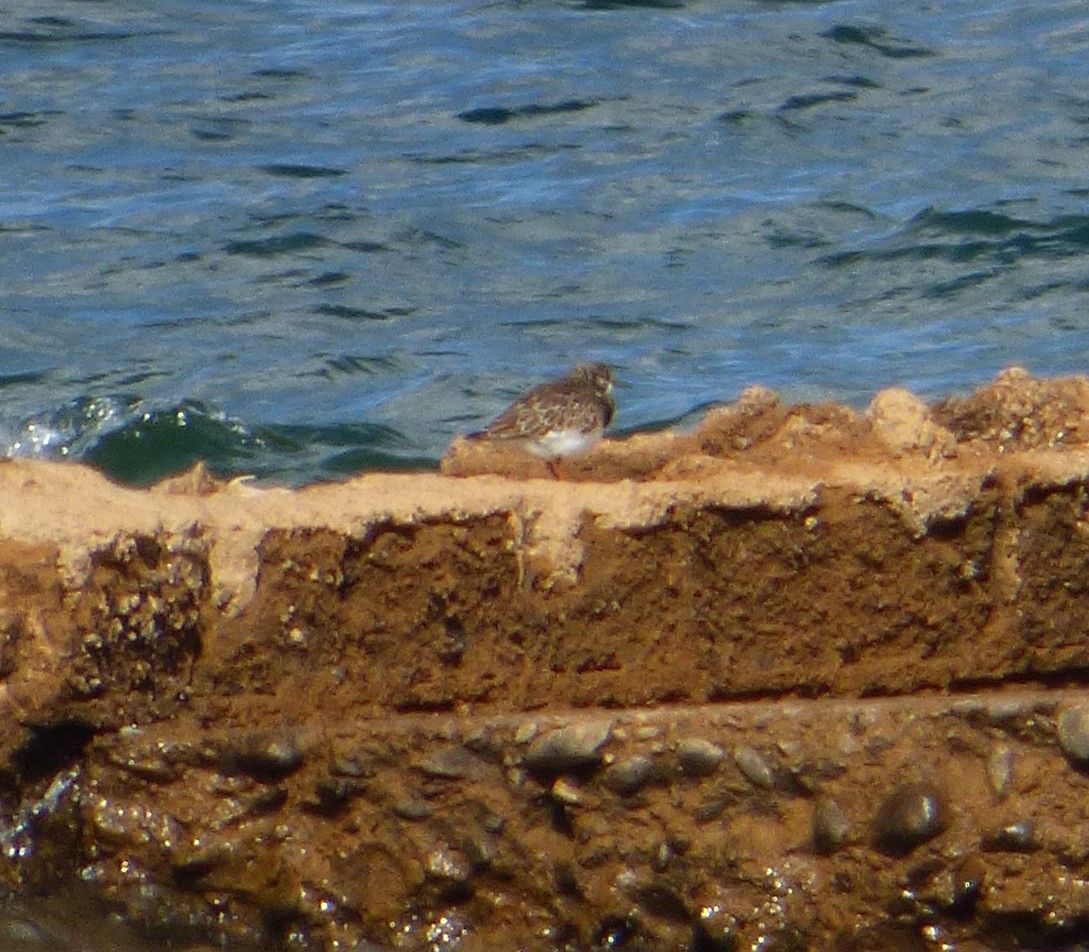 Ruddy Turnstone - ML608480630