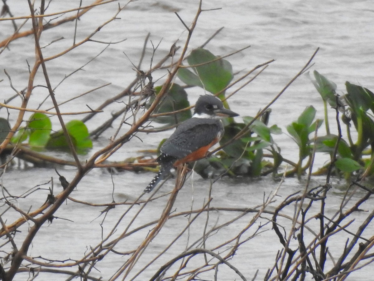 Ringed Kingfisher - Ricardo Centurión