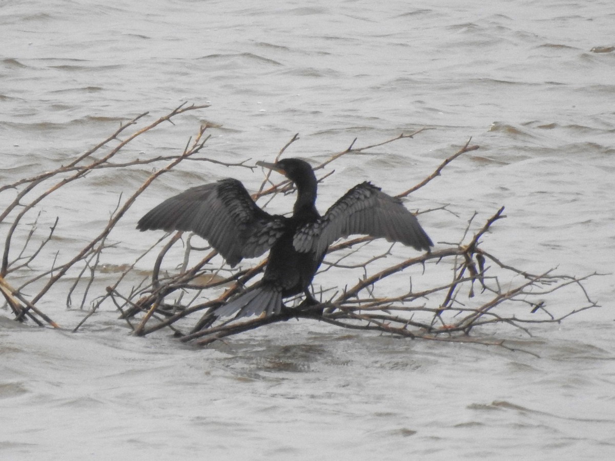 Neotropic Cormorant - ML608480674