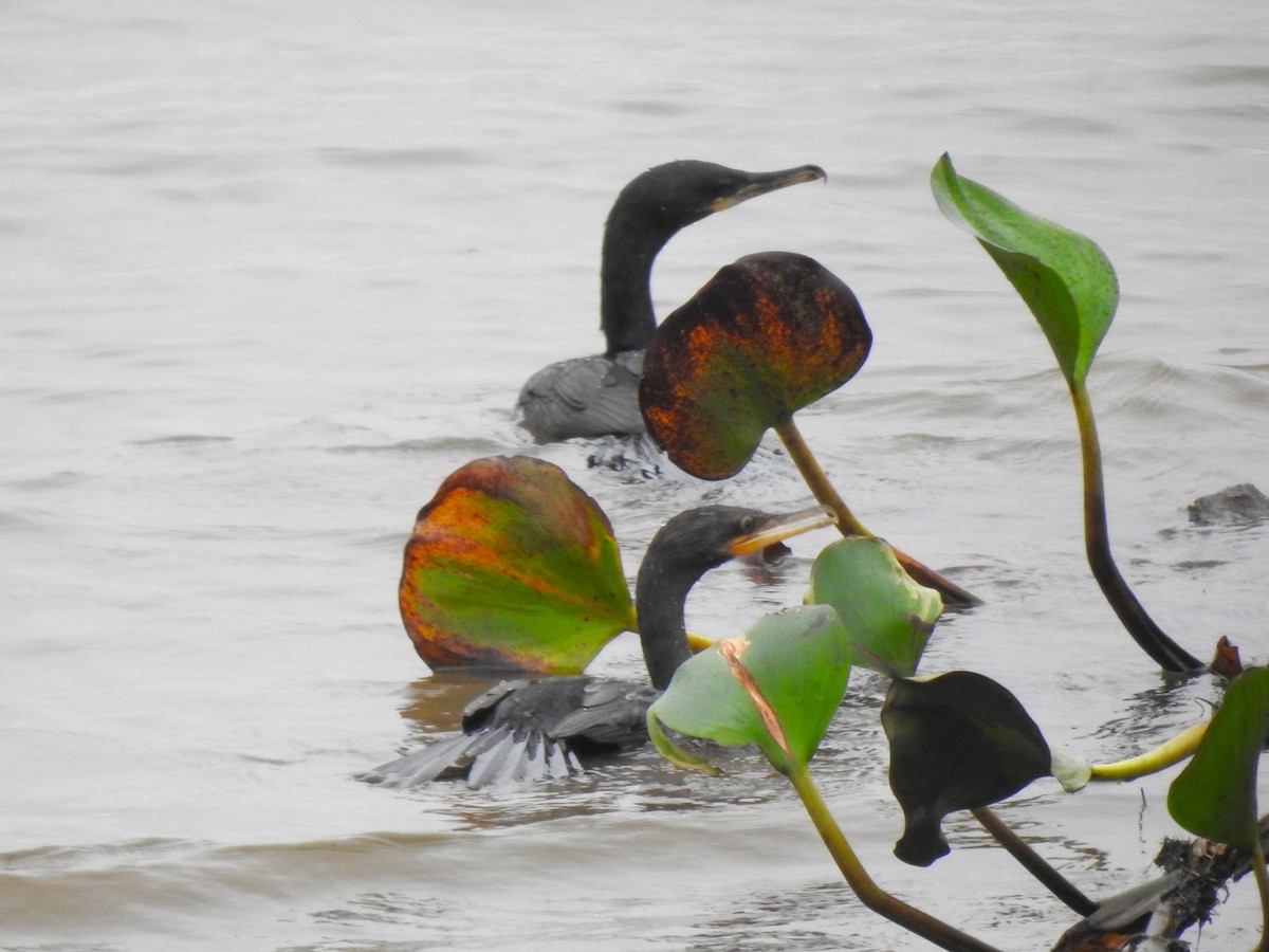 Neotropic Cormorant - Ricardo Centurión