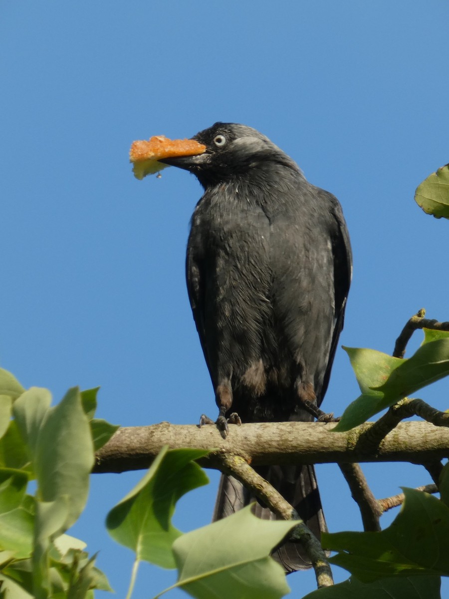 Eurasian Jackdaw - ML608480696