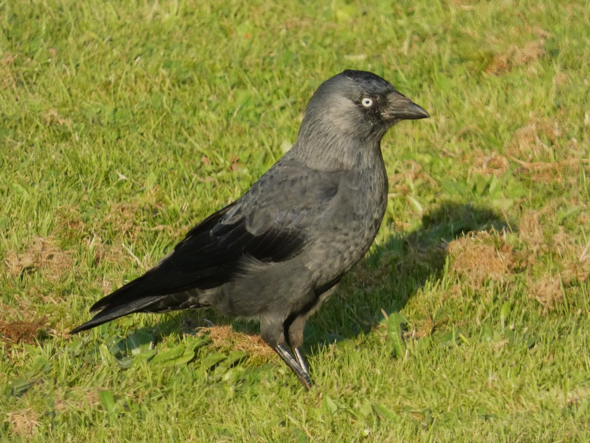 Eurasian Jackdaw - ML608480698