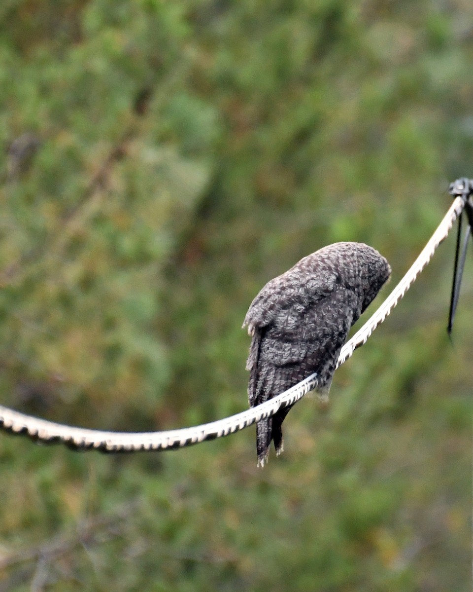 Great Gray Owl - ML608480744