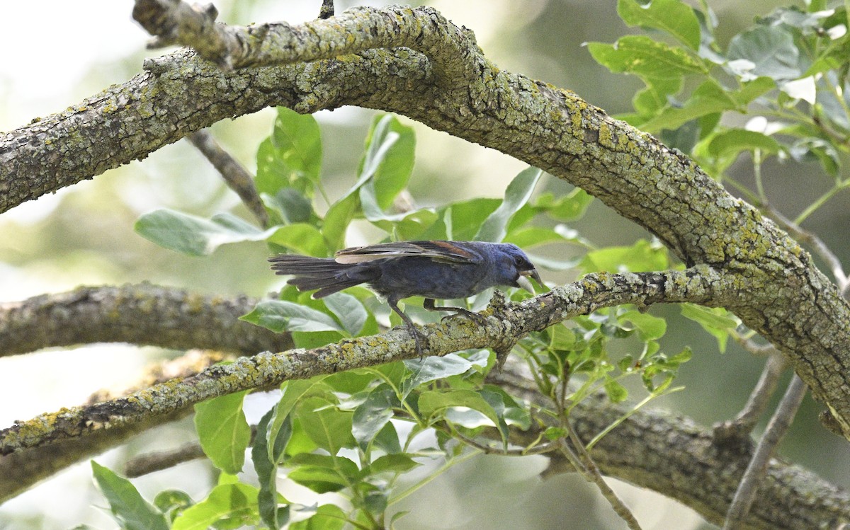 Blue Grosbeak - ML608480749