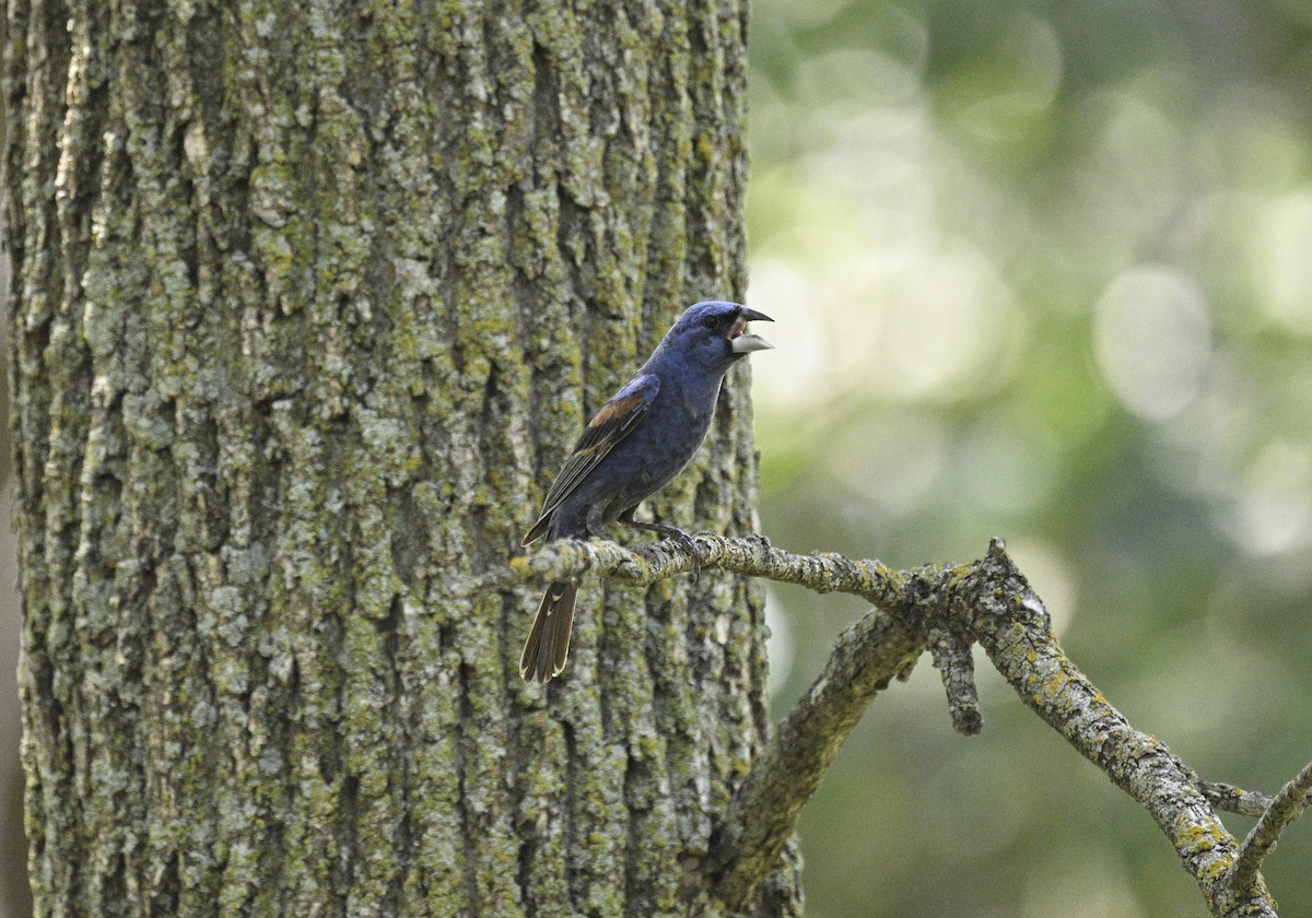 Blue Grosbeak - ML608480750