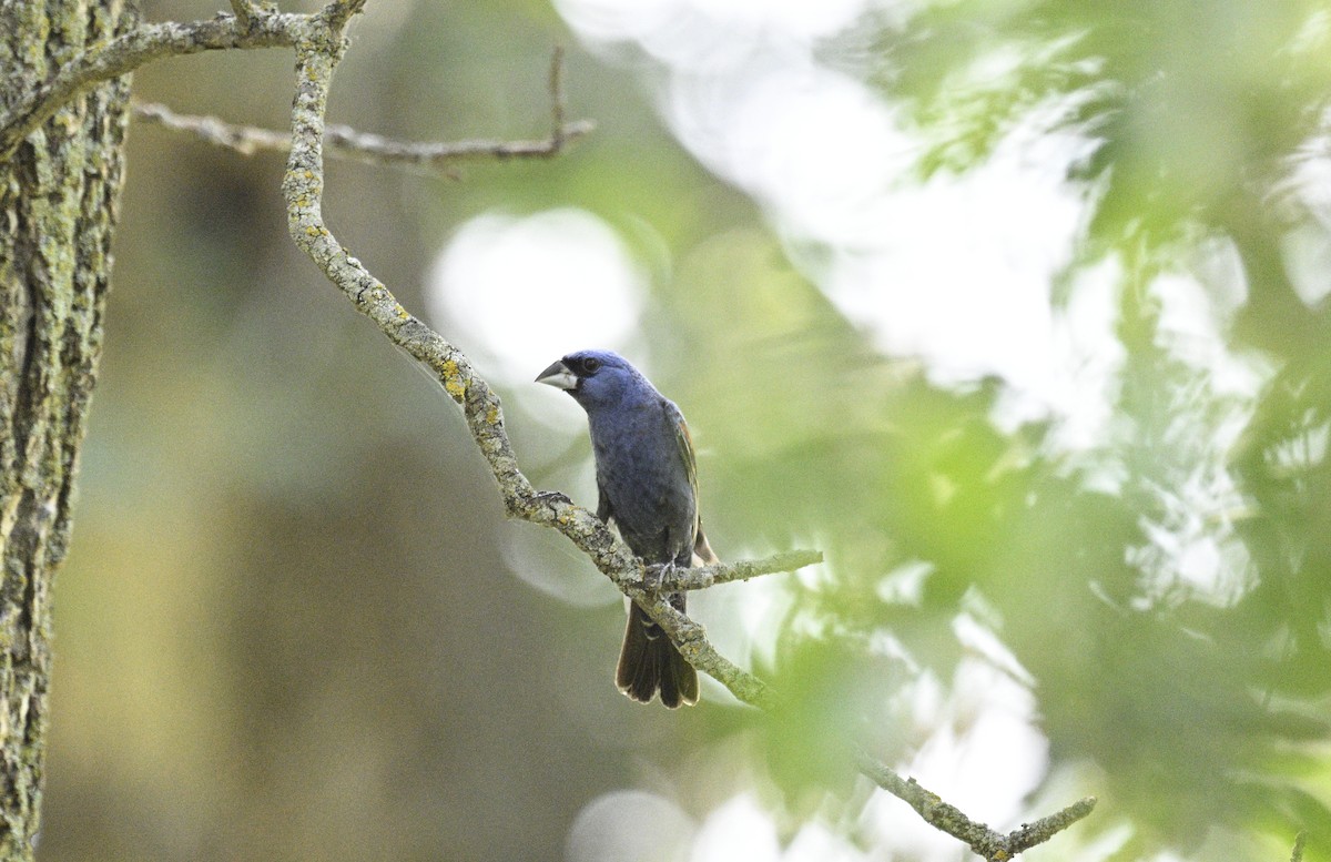 Blue Grosbeak - ML608480751