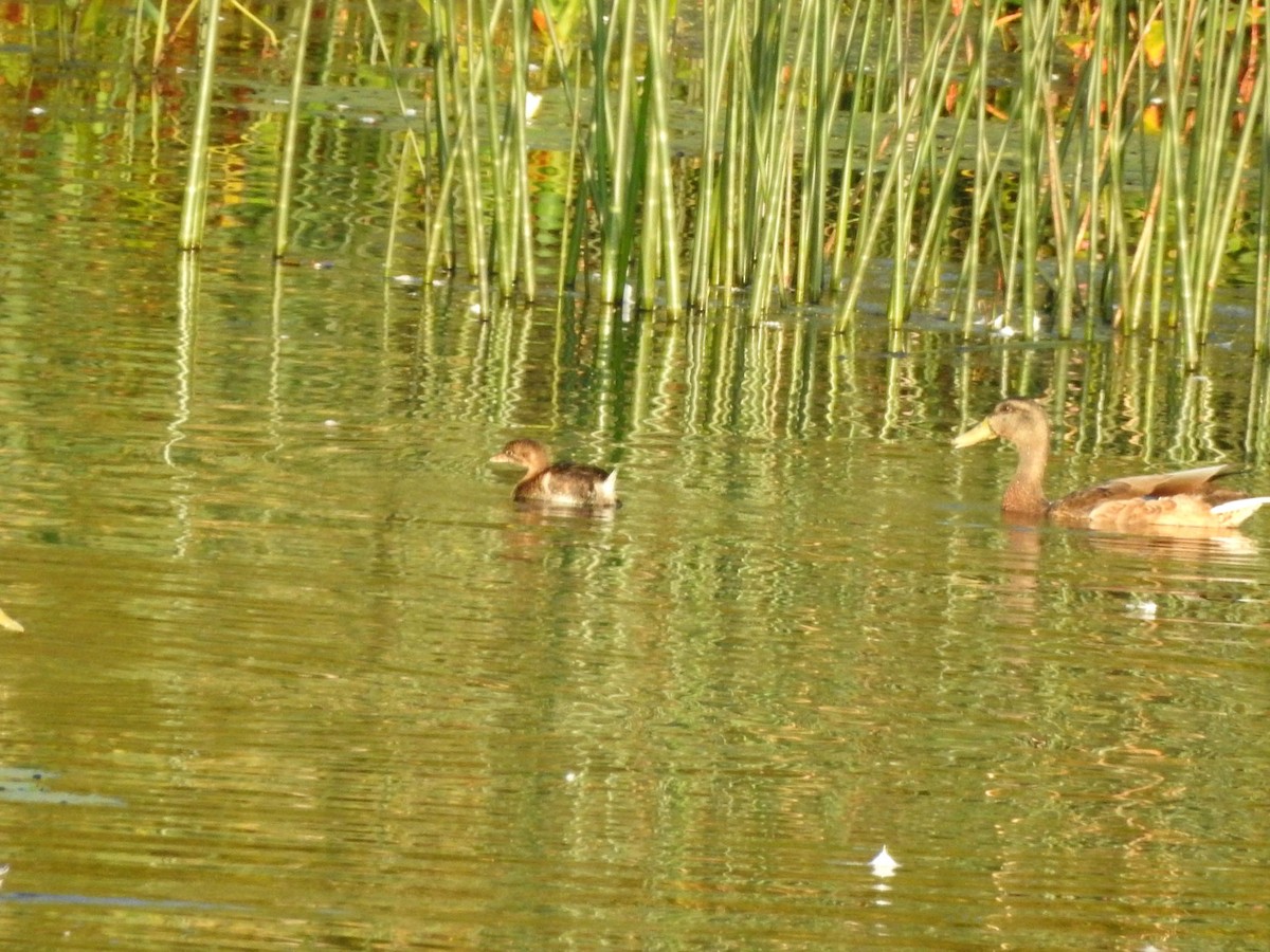 Pied-billed Grebe - ML608480805