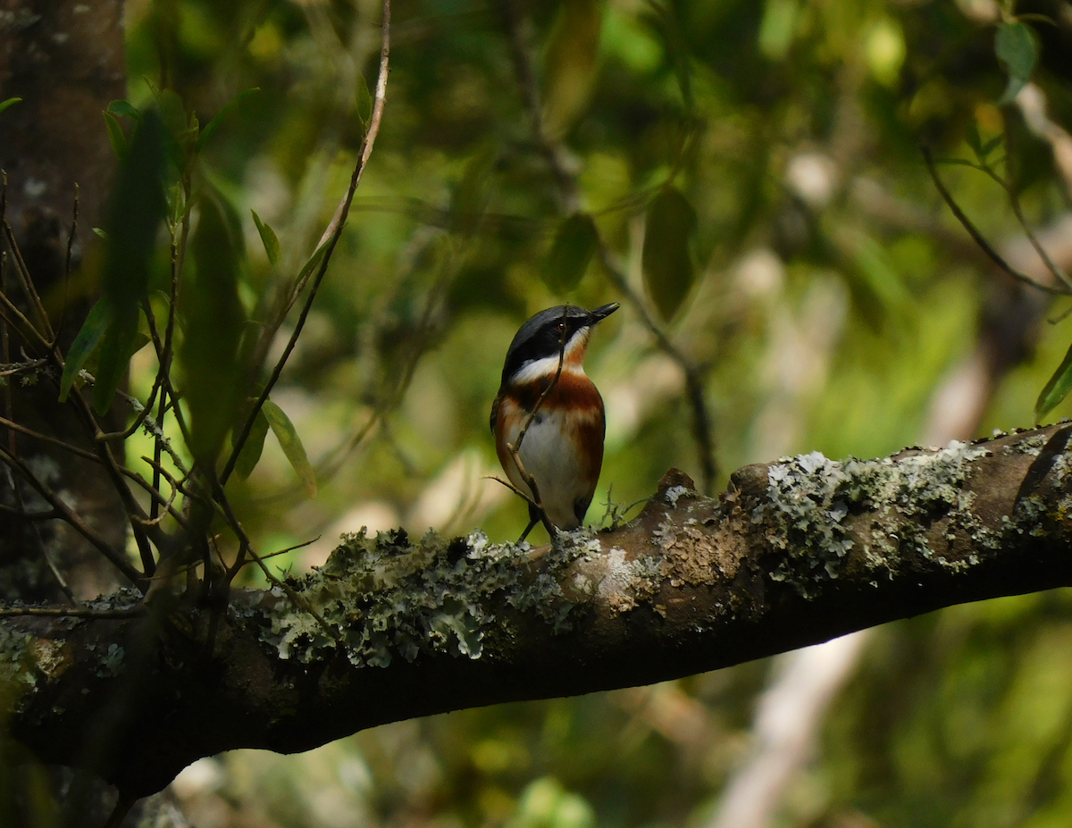 Cape Batis - ML608480893