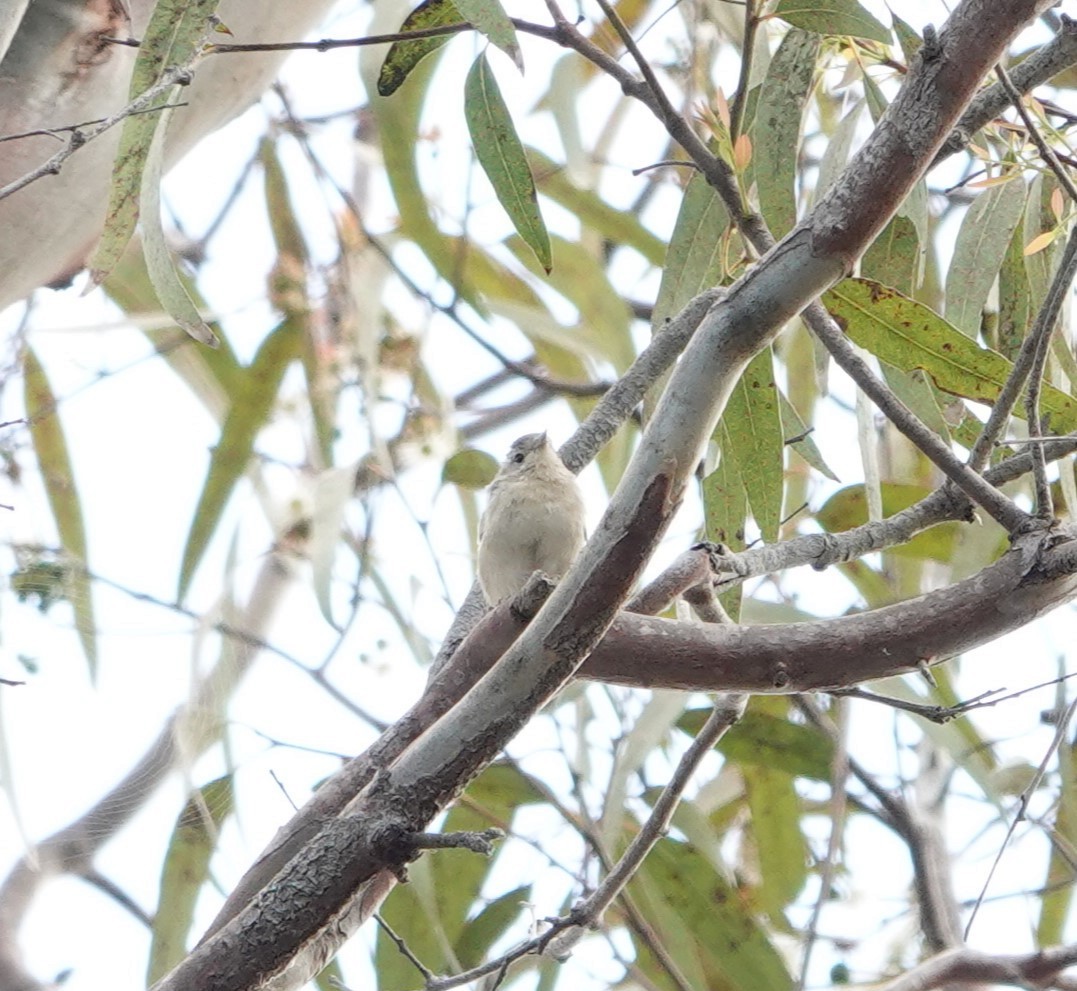 Lucy's Warbler - ML608480977