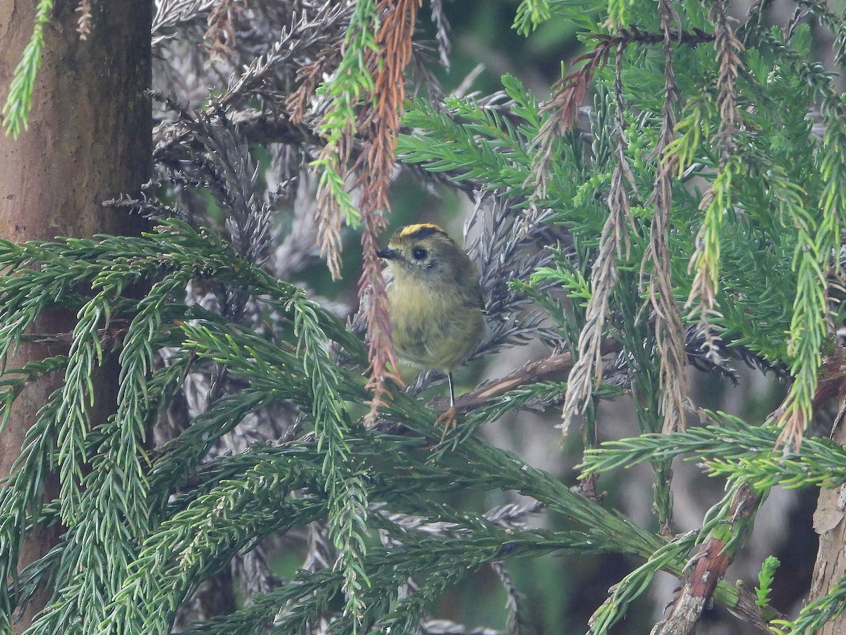 Goldcrest (Western Azores) - ML608480991