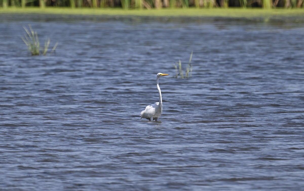 Great Egret - ML608481055