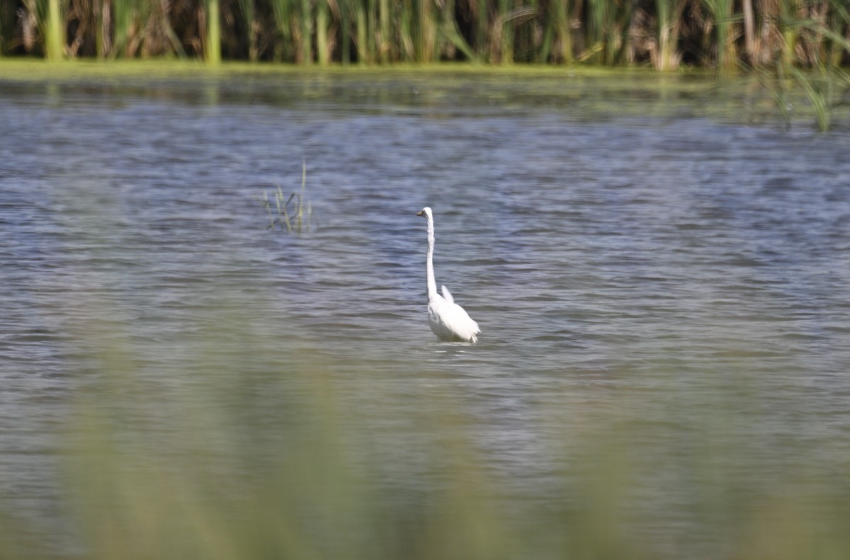 Great Egret - ML608481056