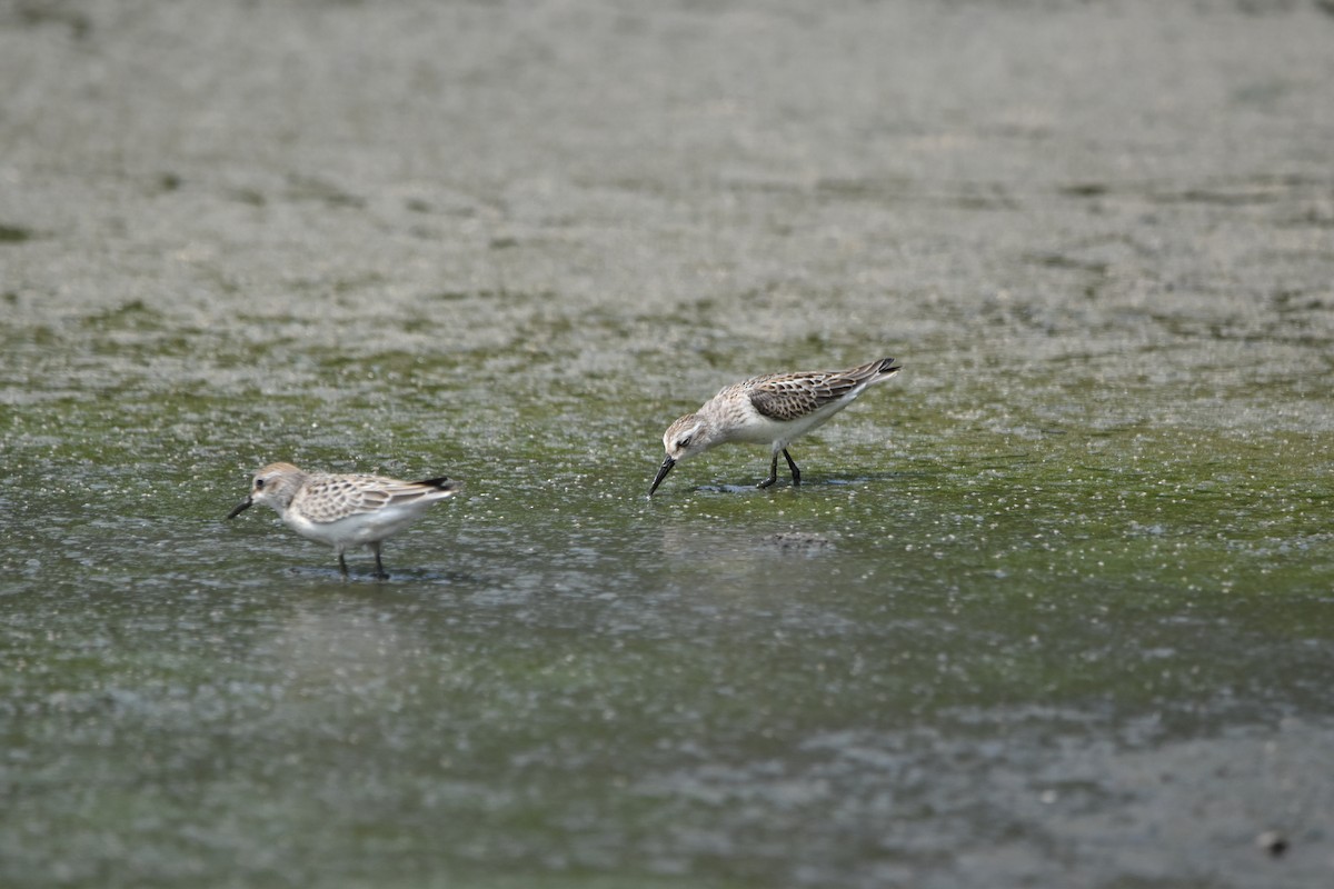 Western Sandpiper - Tim Wing