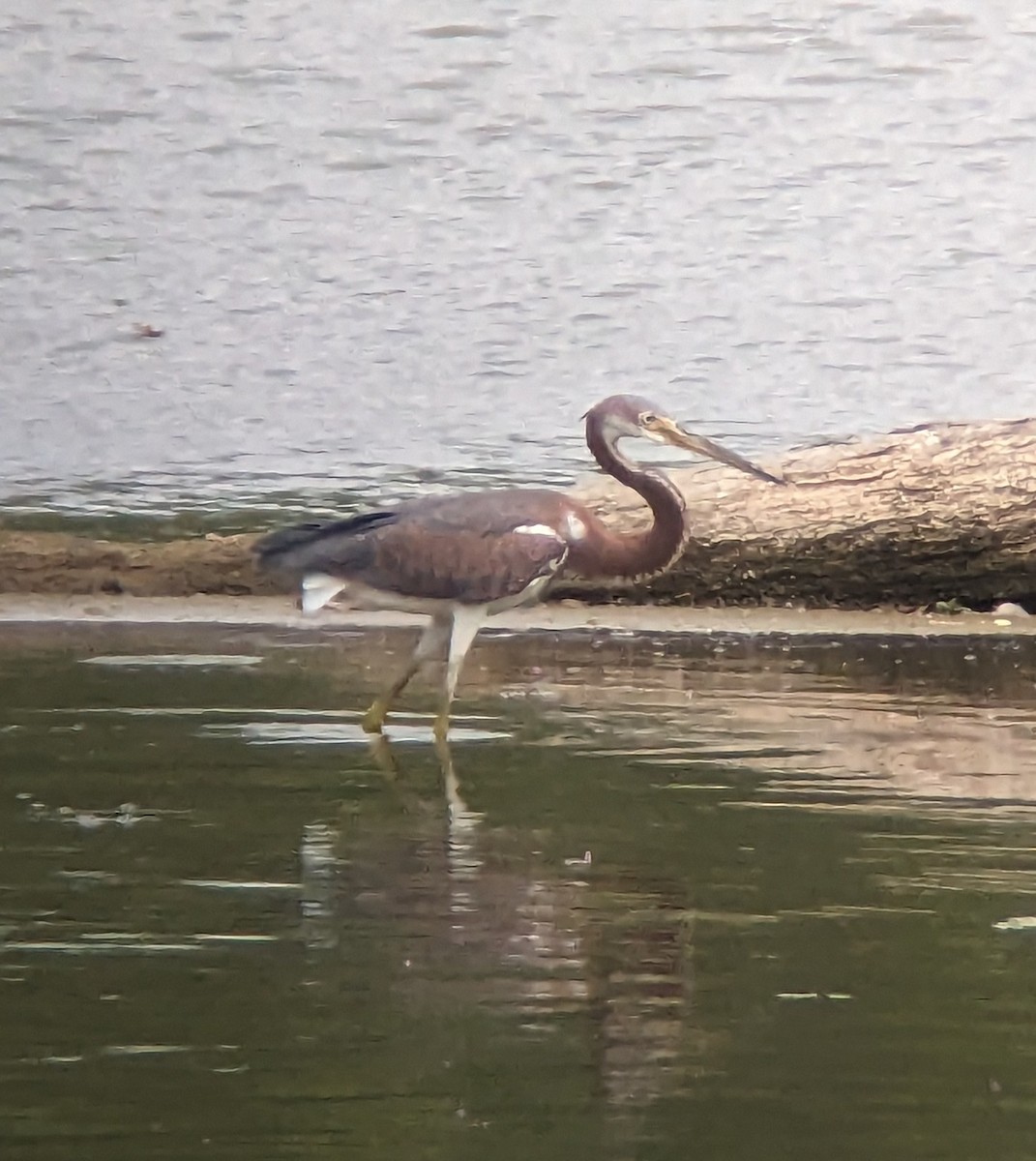 Tricolored Heron - Andy Belt