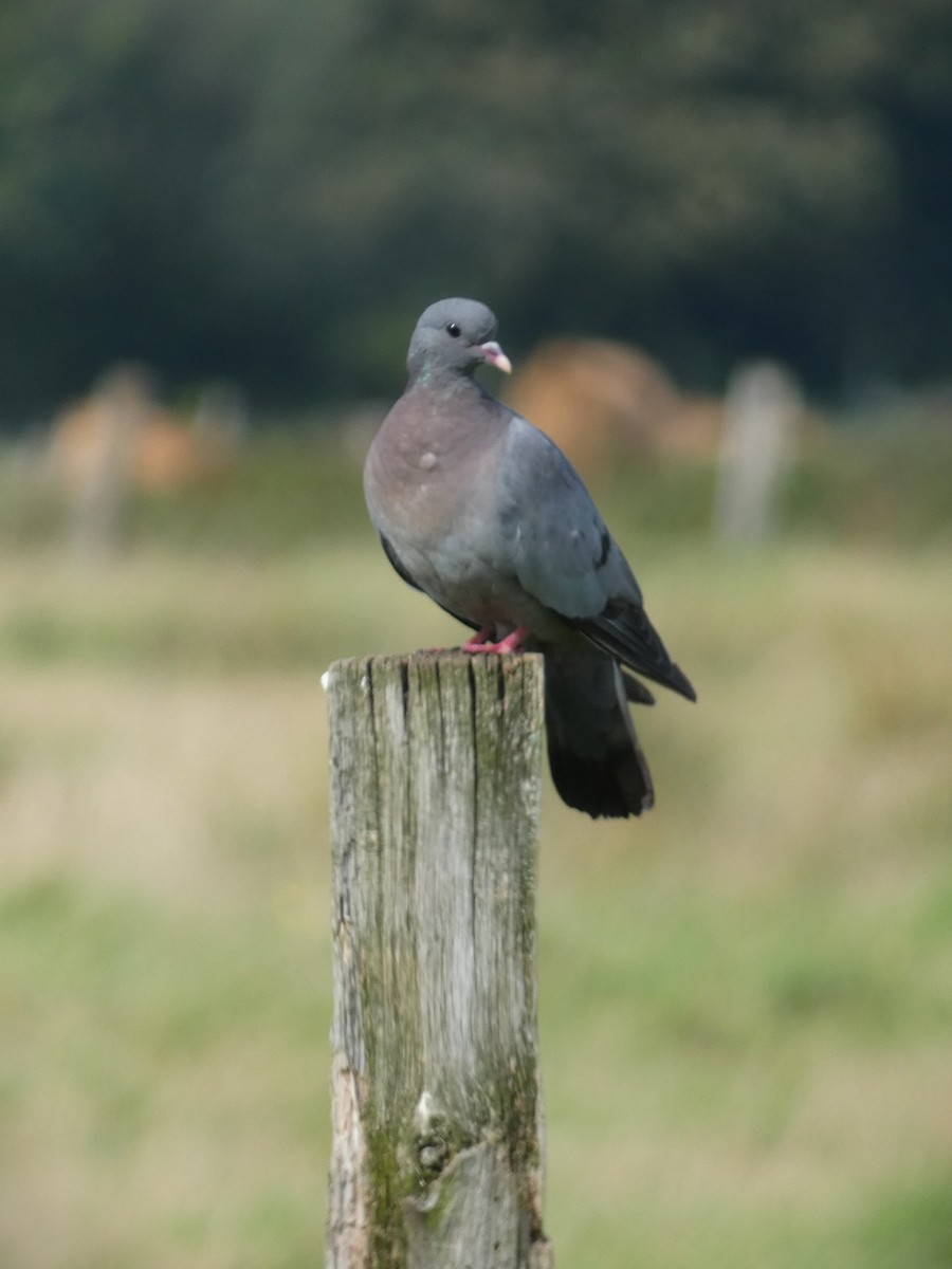 Stock Dove - Frederik Albrecht