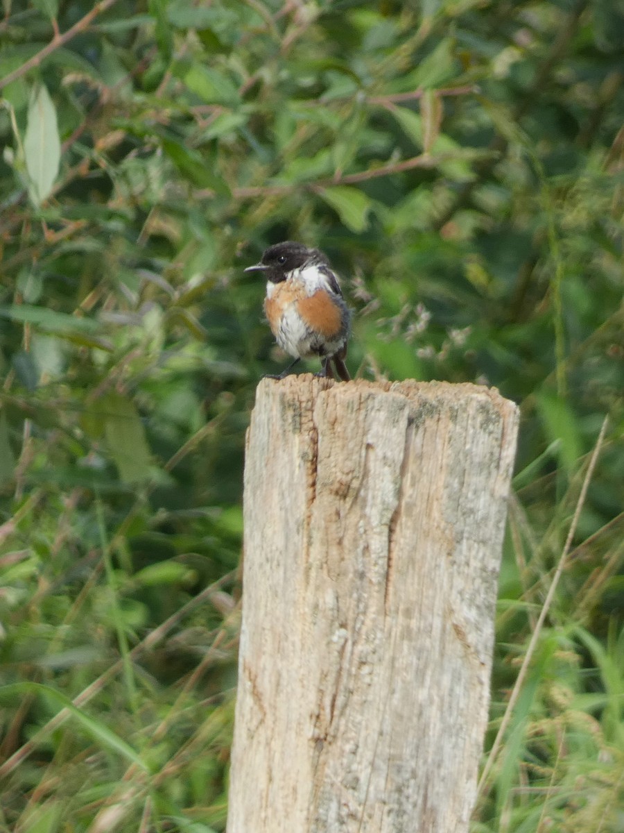 European Stonechat - Frederik Albrecht