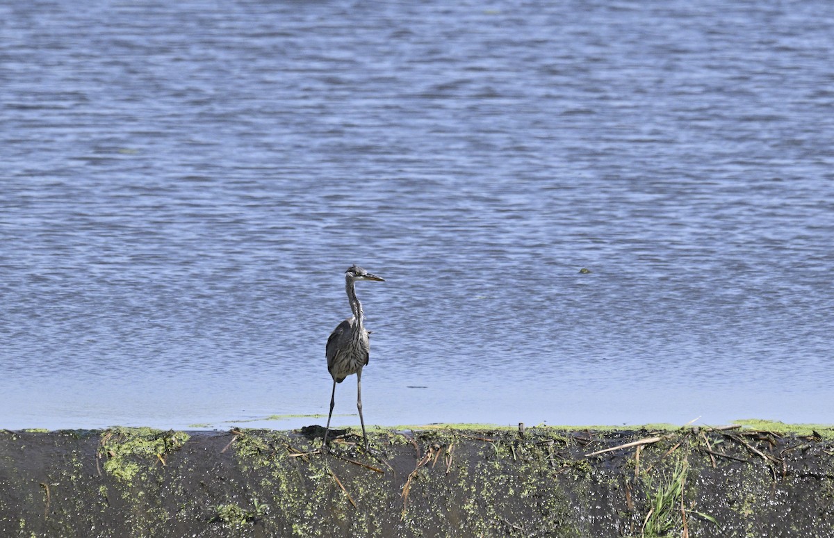 Great Blue Heron - ML608481171