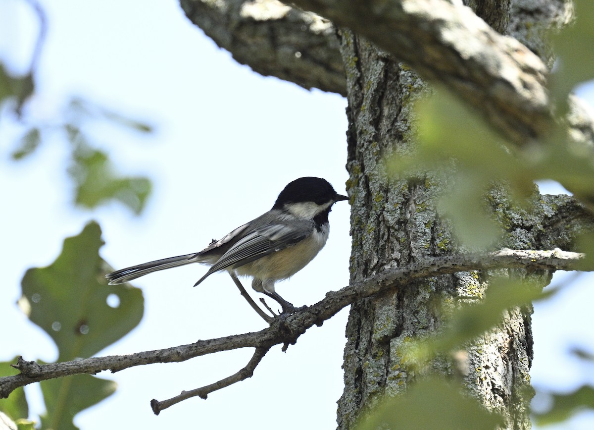 Black-capped Chickadee - ML608481289