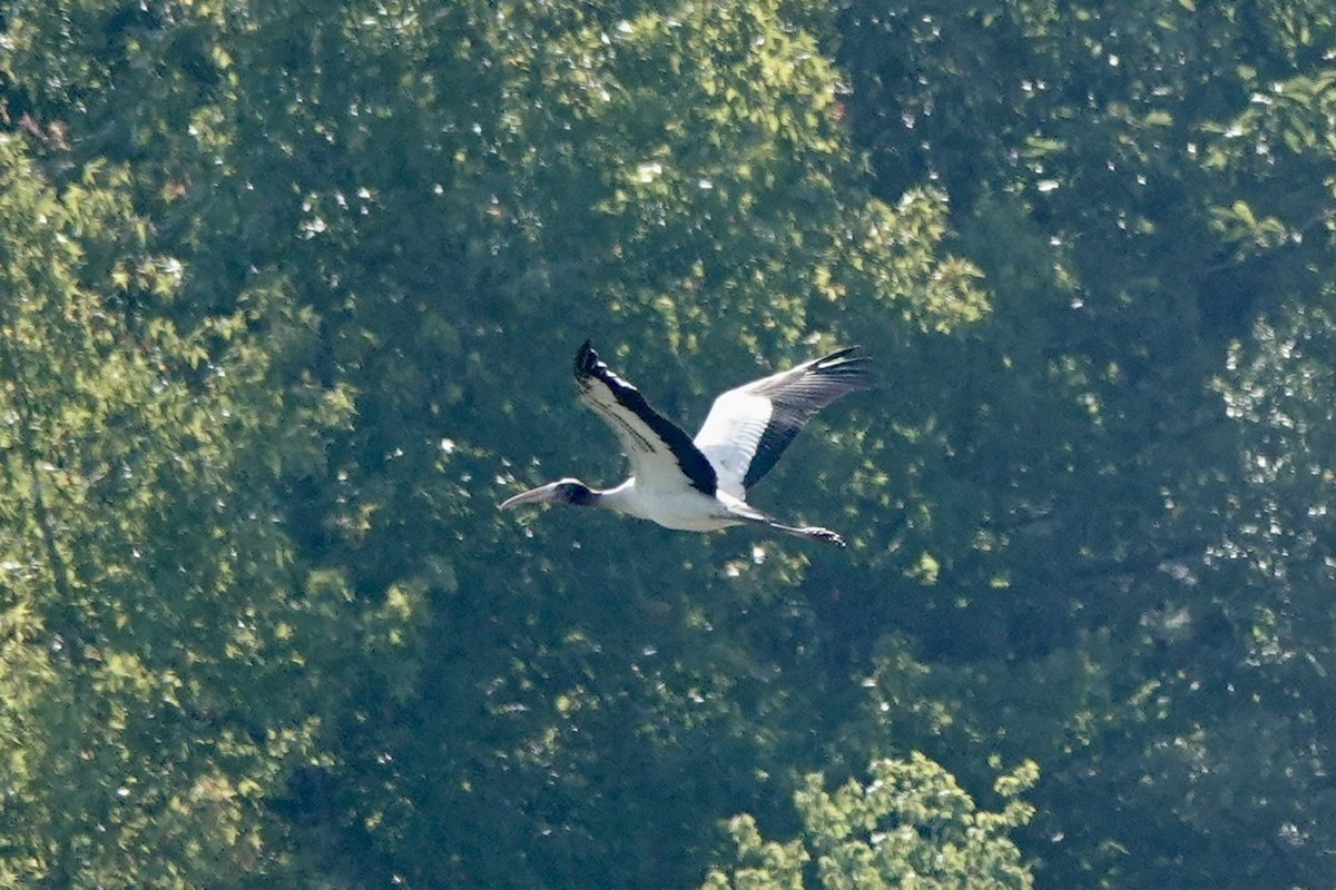 Wood Stork - ML608481320