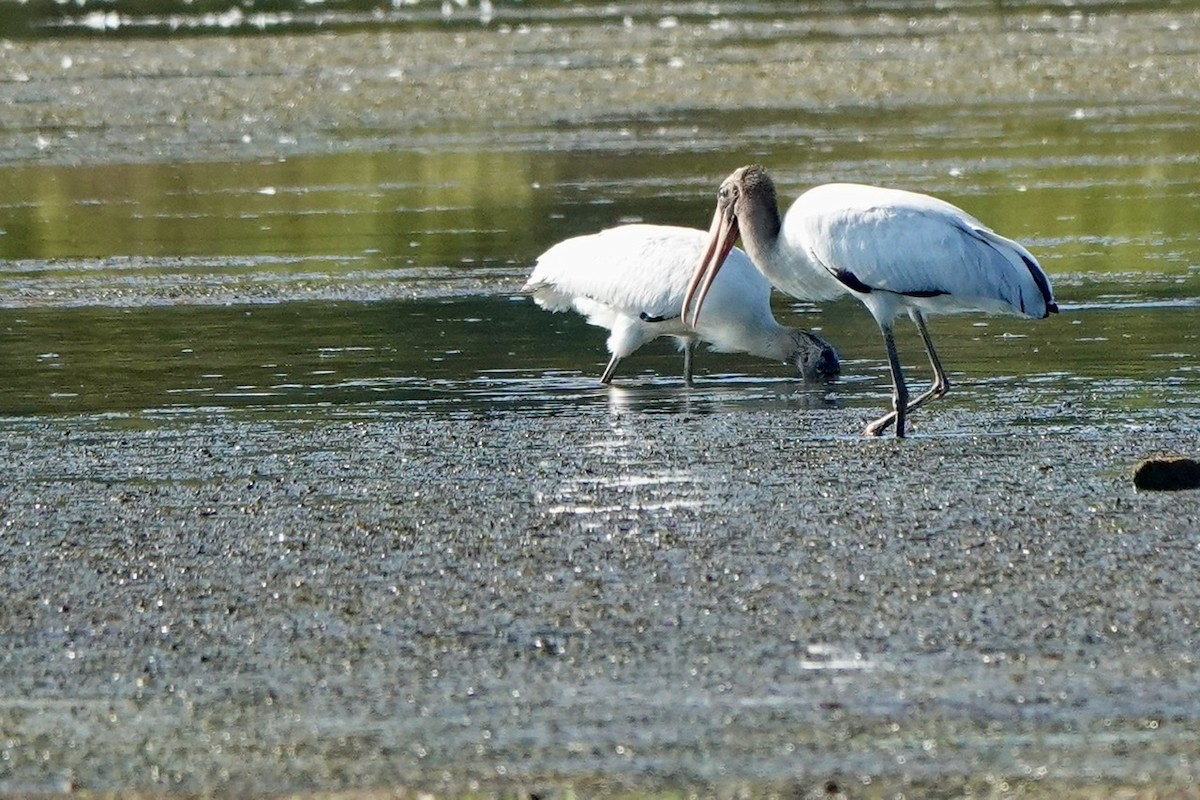 Wood Stork - ML608481322