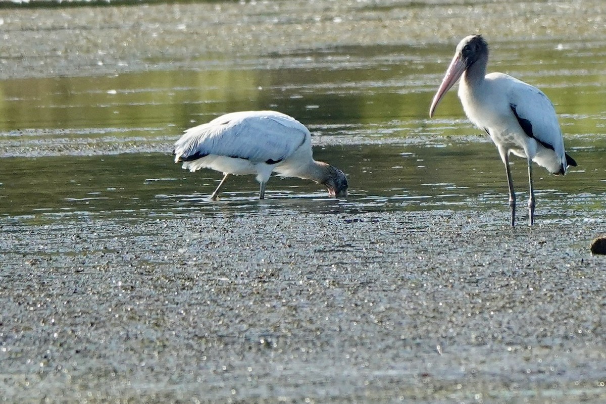 Wood Stork - ML608481323