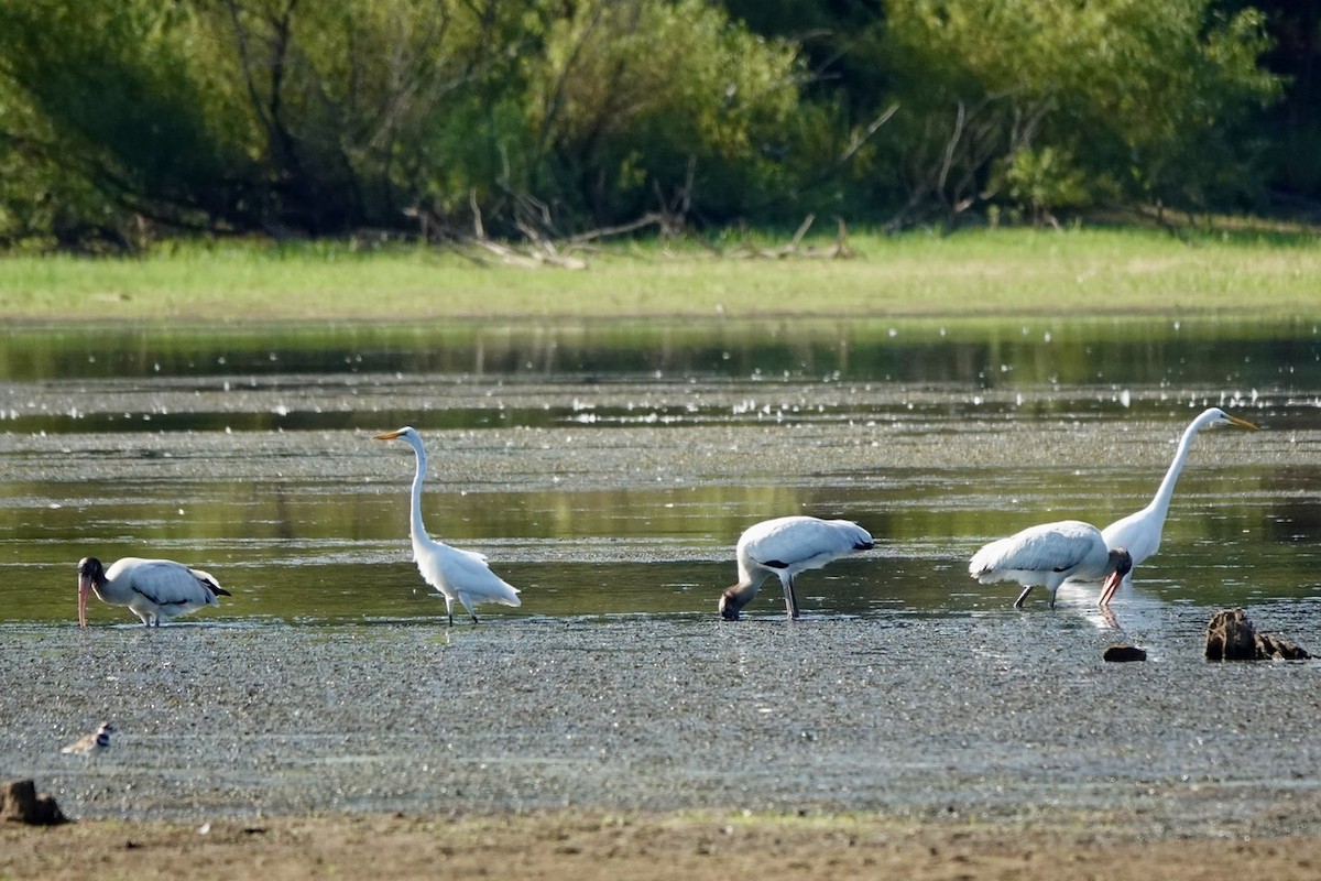 Wood Stork - ML608481326