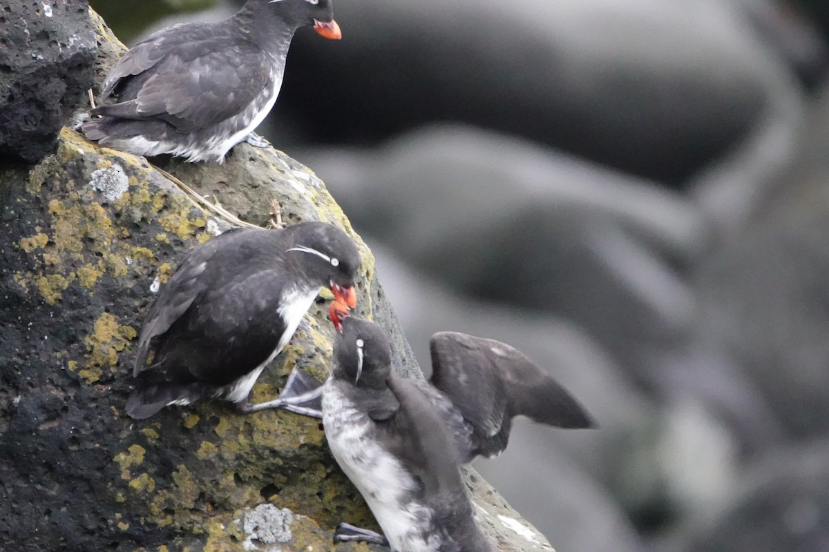 Parakeet Auklet - ML608481403