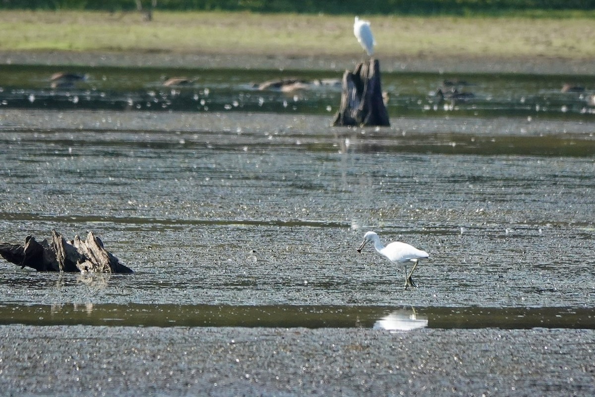 Little Blue Heron - ML608481413