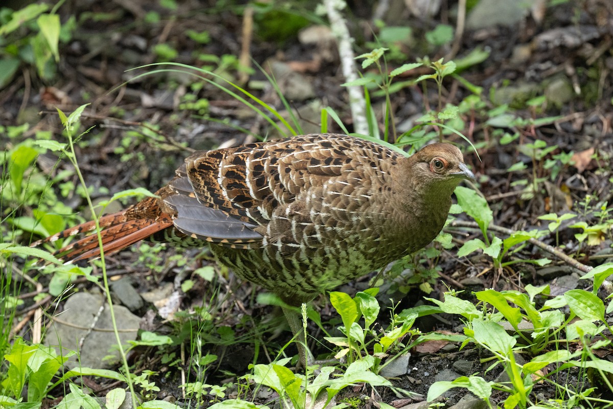 Mikado Pheasant - Ross Bartholomew