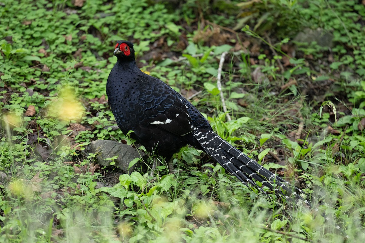 Mikado Pheasant - ML608481429