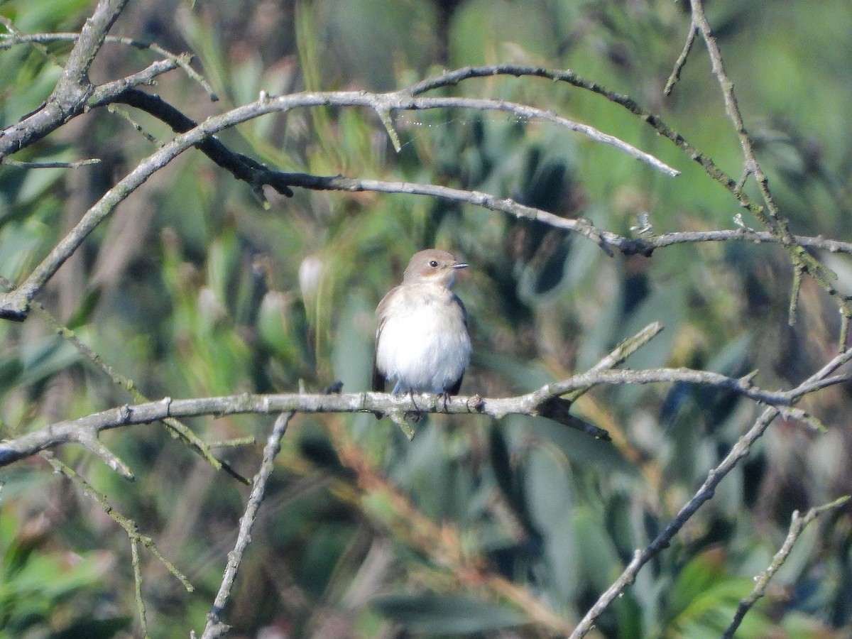 European Pied Flycatcher - ML608481440