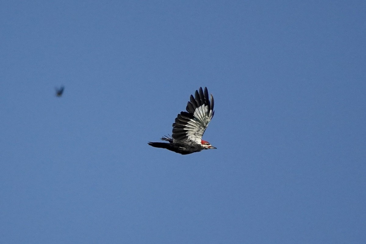 Pileated Woodpecker - ML608481442