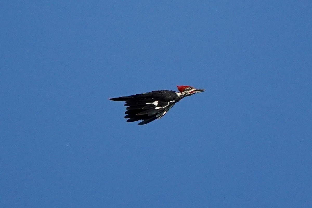 Pileated Woodpecker - ML608481472