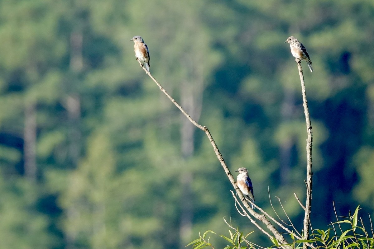 Eastern Bluebird - ML608481506