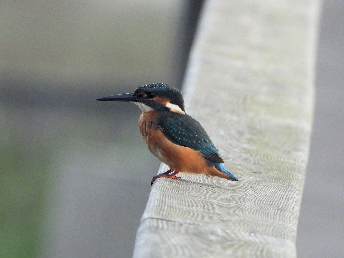 Common Kingfisher - ML608481521