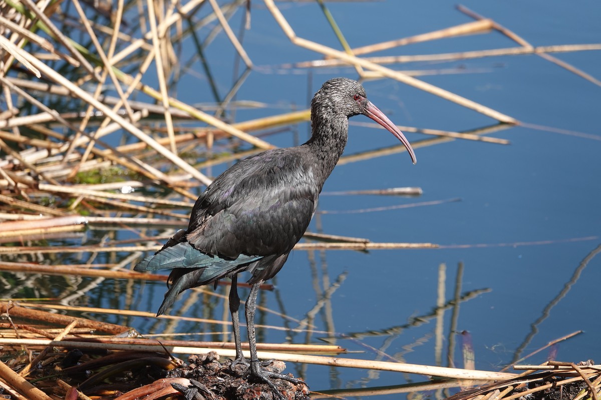 ibis andský - ML608481565
