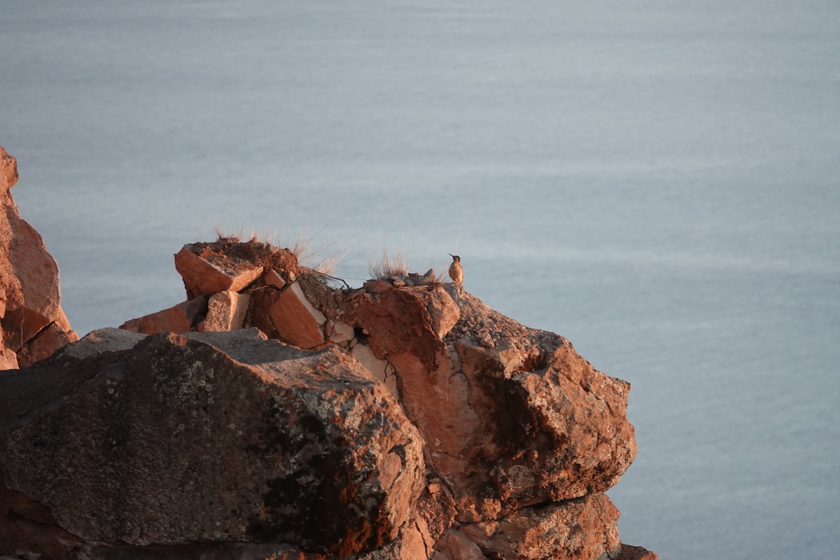 Andean Flicker - ML608481573