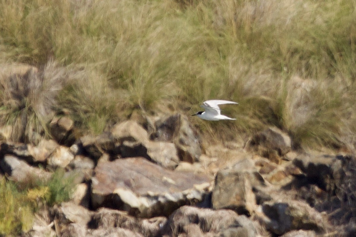 Common Tern - ML608481578