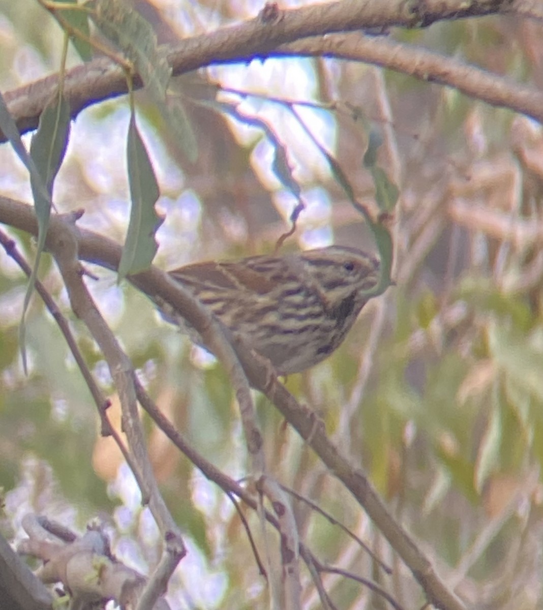 Song Sparrow - ML608481640