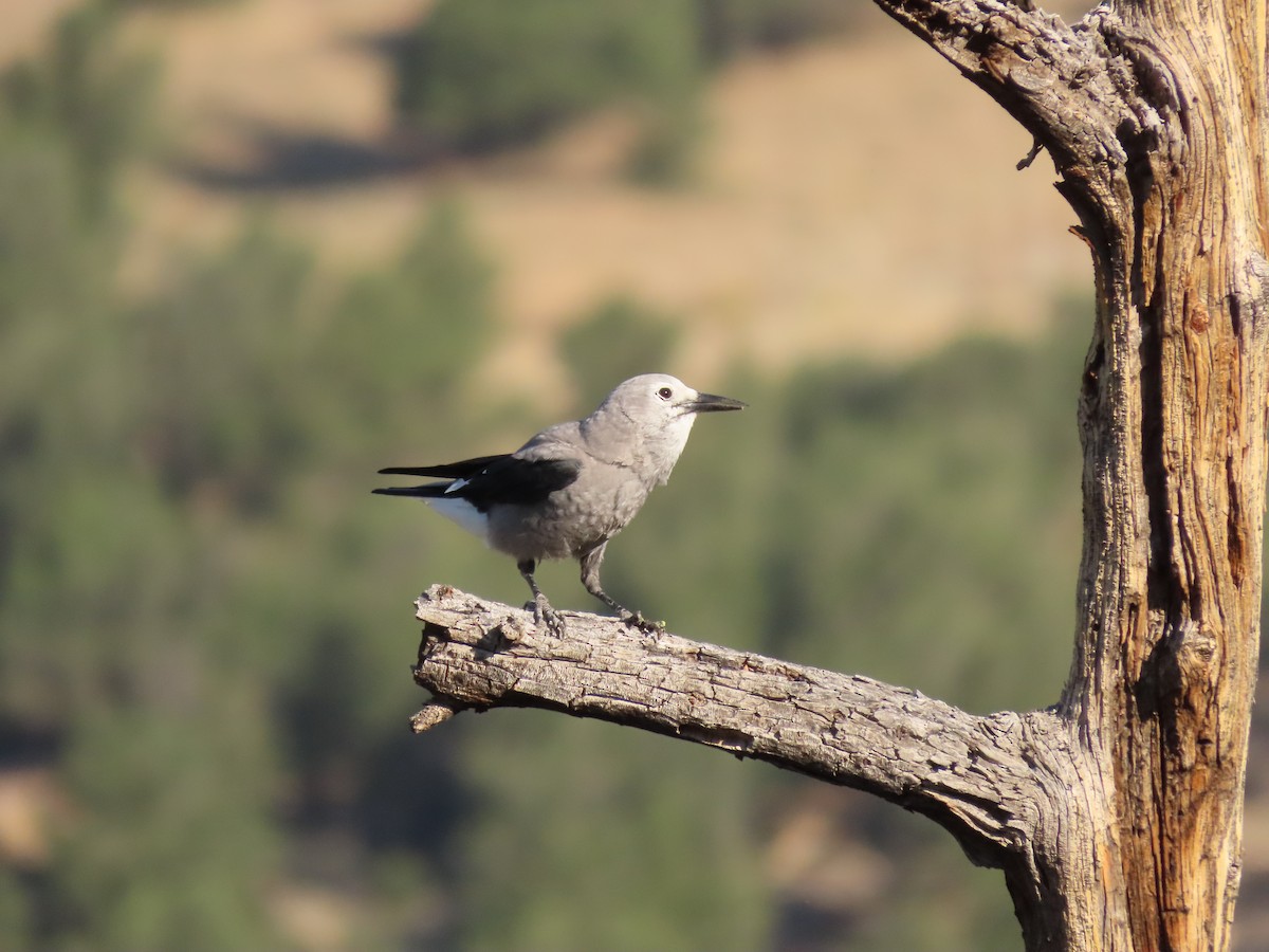 Clark's Nutcracker - ML608481647