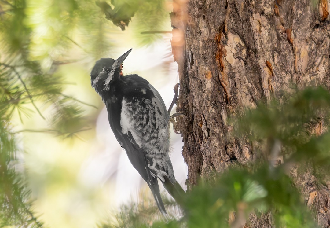 Williamson's Sapsucker - ML608481706