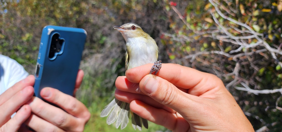 rødøyevireo - ML608481724