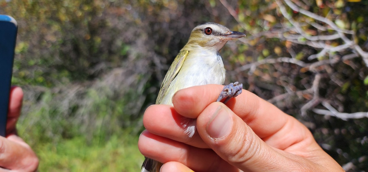 Red-eyed Vireo - ML608481725