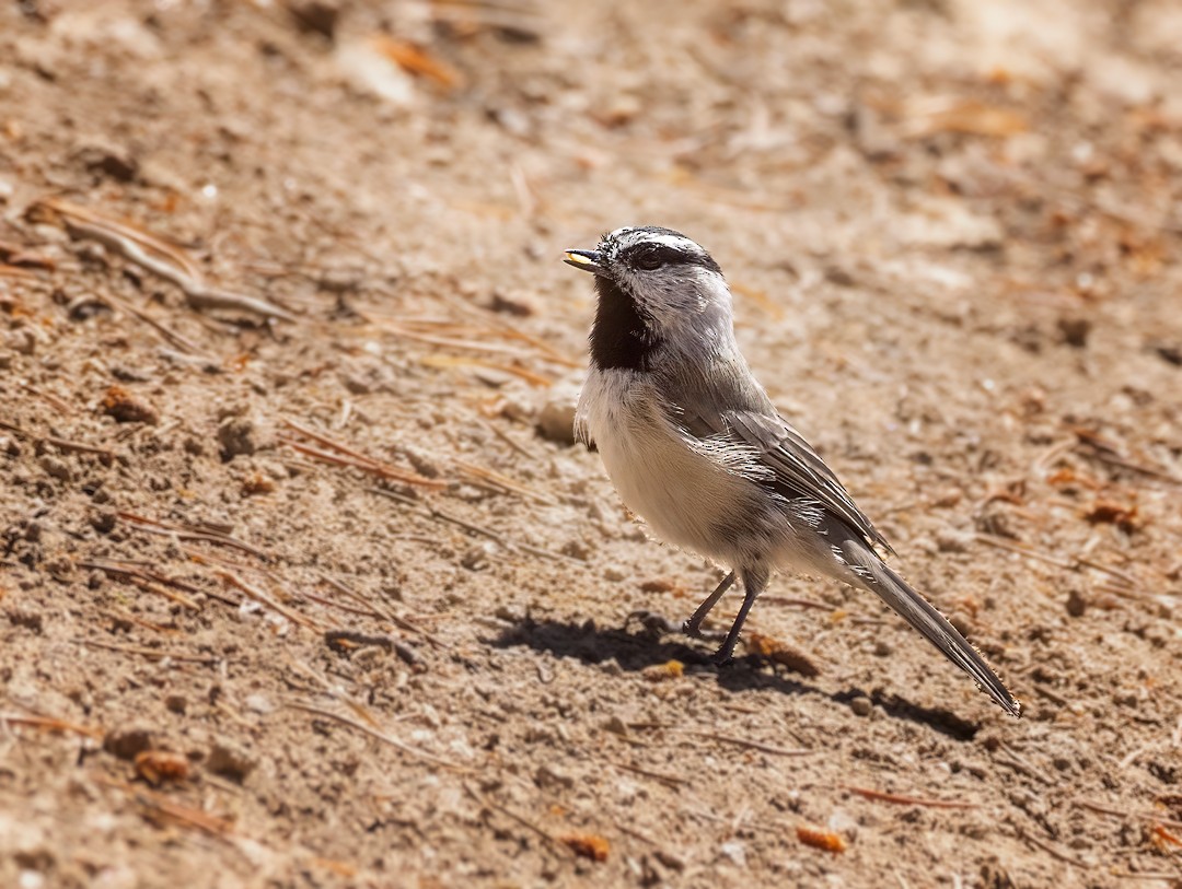 Mountain Chickadee - Eric Dyck