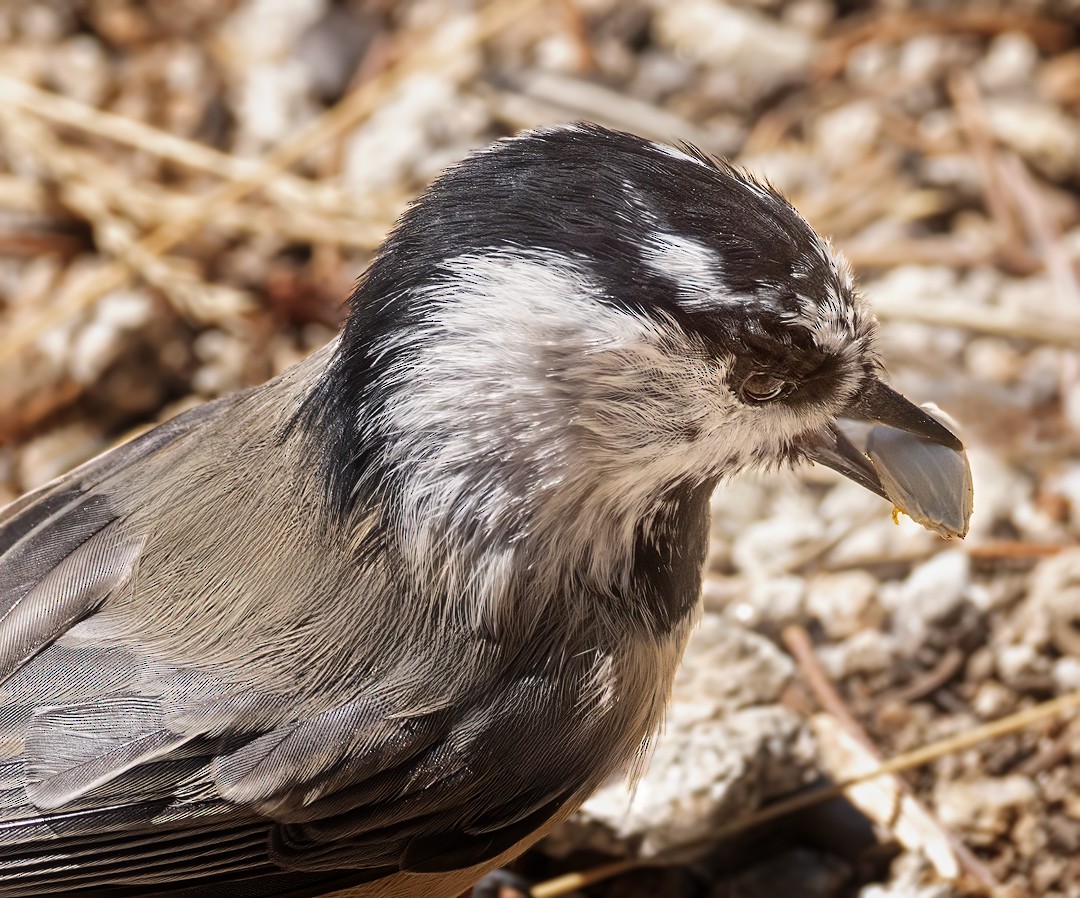 Mountain Chickadee - ML608481737