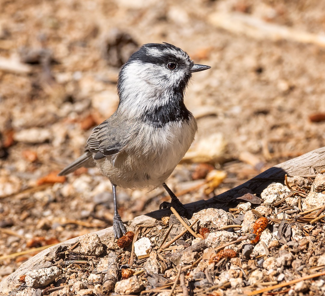 Mountain Chickadee - Eric Dyck